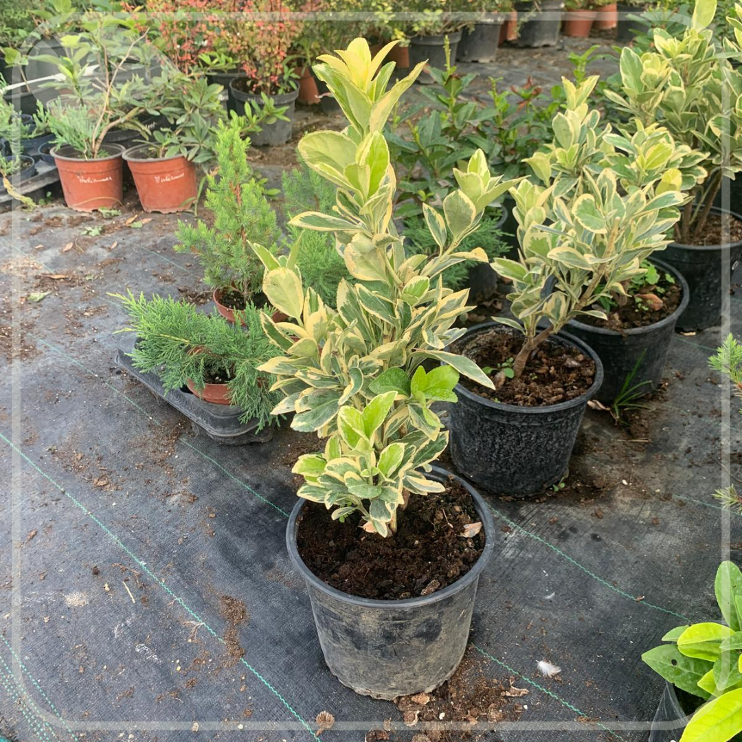 Euonymus japonicus 'Bravo'-Salba japoneză 'Bravo'