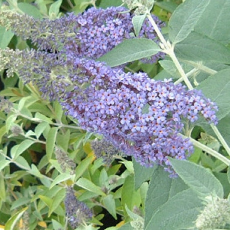 Inflorescențe alungite, parfumate de culoare albastru-violet cu un centru portocaliu luminos ce atrag multi polenizatori.