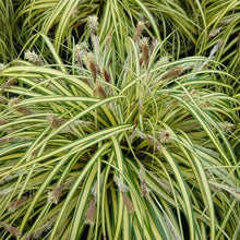 Încarcă imaginea în vizualizatorul Galerie, Carex morrowii &#39;Variegata&#39;-Iarbă decorativă bicolor
