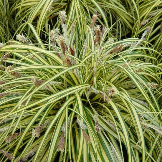 Carex morrowii 'Variegata'-Iarbă decorativă bicolor