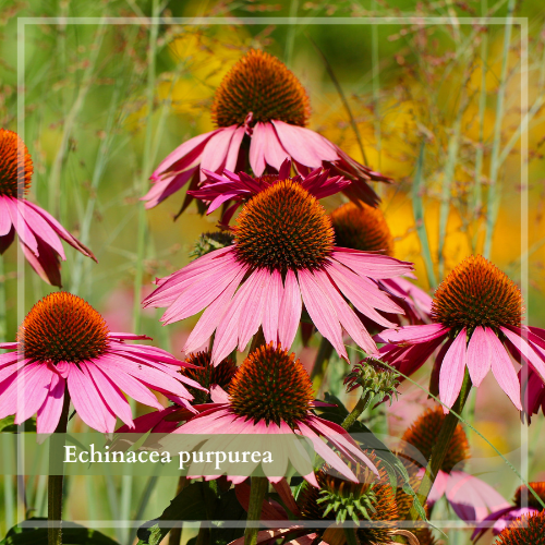 Echinacea colorează stratul cu culoare de roz.