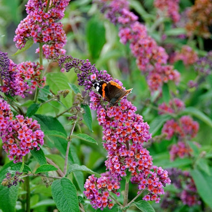 Buddleja x weyeriana 'Flower Power'