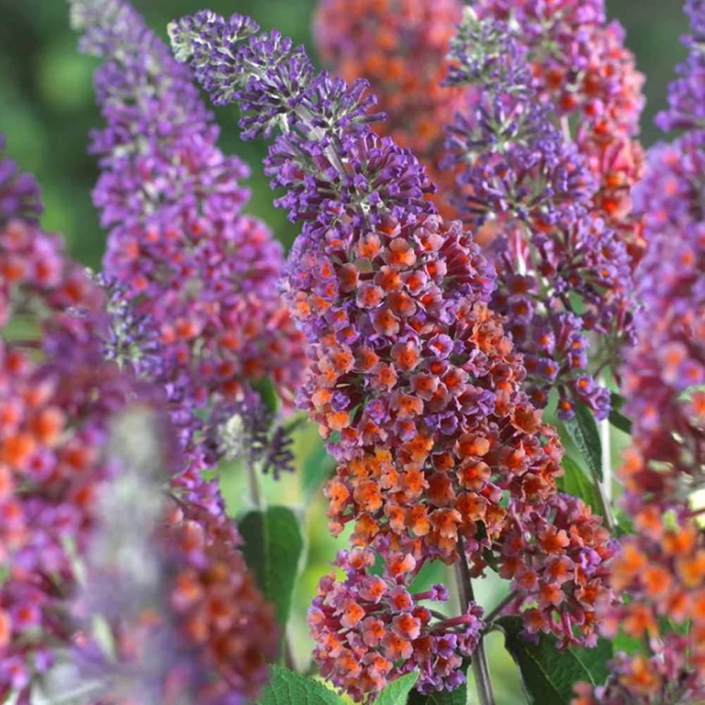 Buddleja x weyeriana 'Flower Power'