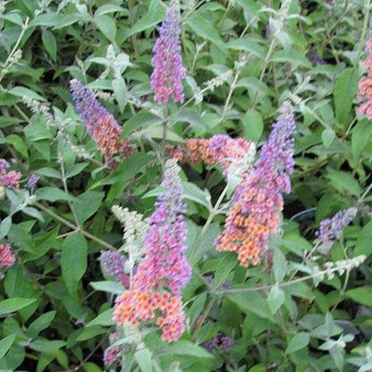 Buddleja x weyeriana 'Flower Power'