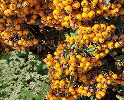 Gardul viu veșnic verde Pyracantha impresionează în fiecare anotimp, primăvara cu flori, toamna cu fructe galbene.