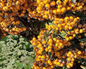 Gardul viu veșnic verde Pyracantha impresionează în fiecare anotimp, primăvara cu flori, toamna cu fructe galbene.