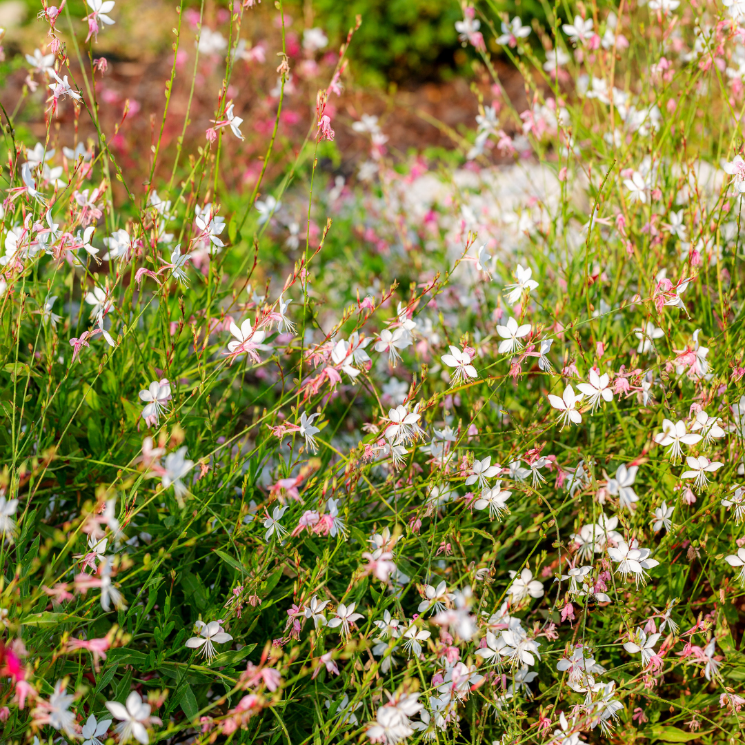 Gaura lindheimeri 'Ellura White' devine un accent rafinat care aduce dinamism și lumină în orice grădină.