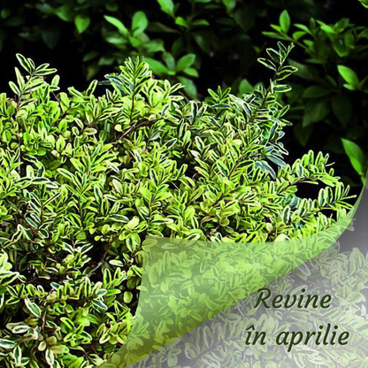 Lonicera nitida 'Lemon Beauty'-Caprifoi