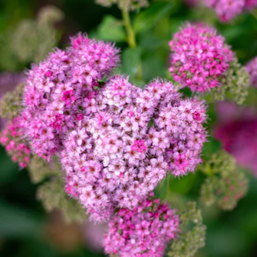 spiraea-little-princess-floare