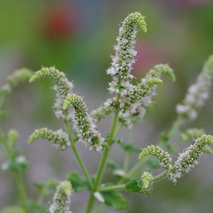 Mentha suaveolens 'Variegata' floare