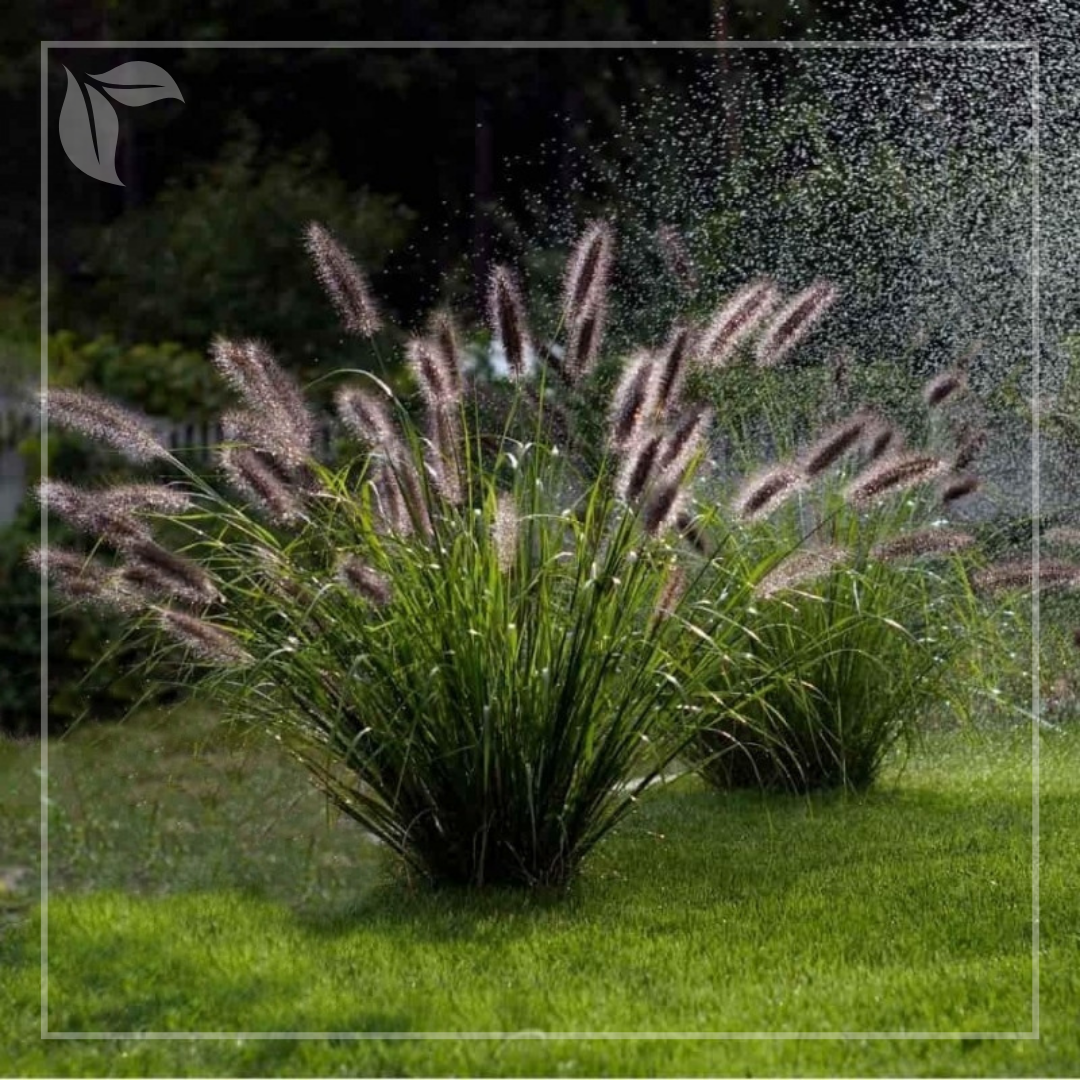 Pennisetum alopecuroides ‘Black Beauty’ ca planta solitar în grădină.