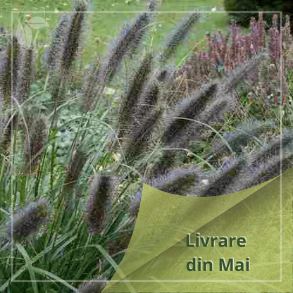 Pennisetum alupecuroides 'Black Beauty' (Iarba chinezească)