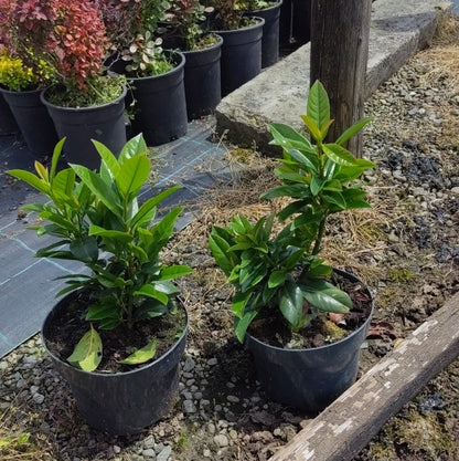 Prunus Novita în ghiveci 2l, înălțime 30-50cm