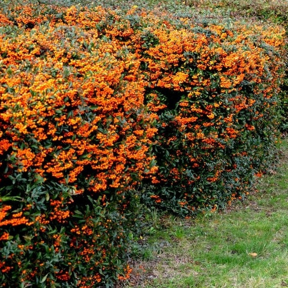 Pyracantha ‘Mohave’ o alegere excelentă pentru gard viu de securitate, oferind atât protecție, cât și valoare decorativă.