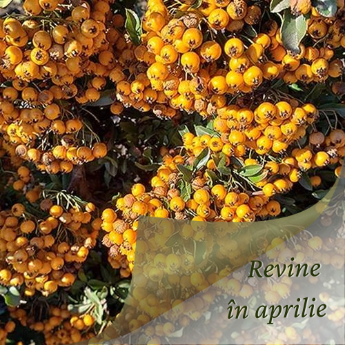 Pyracantha ‘Teton’ este un arbust ornamental veșnic verde pentru gard viu de securitate.