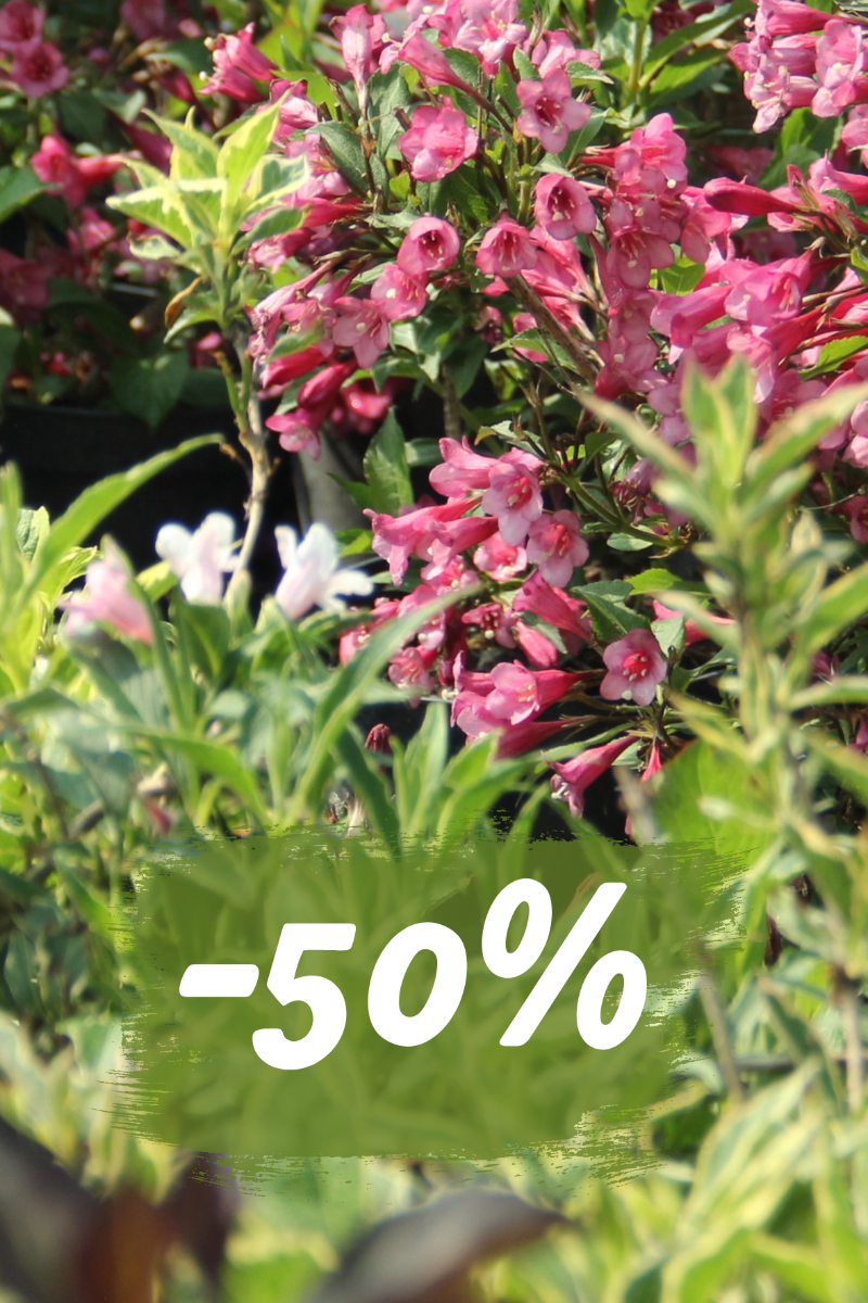 Reducere 50%