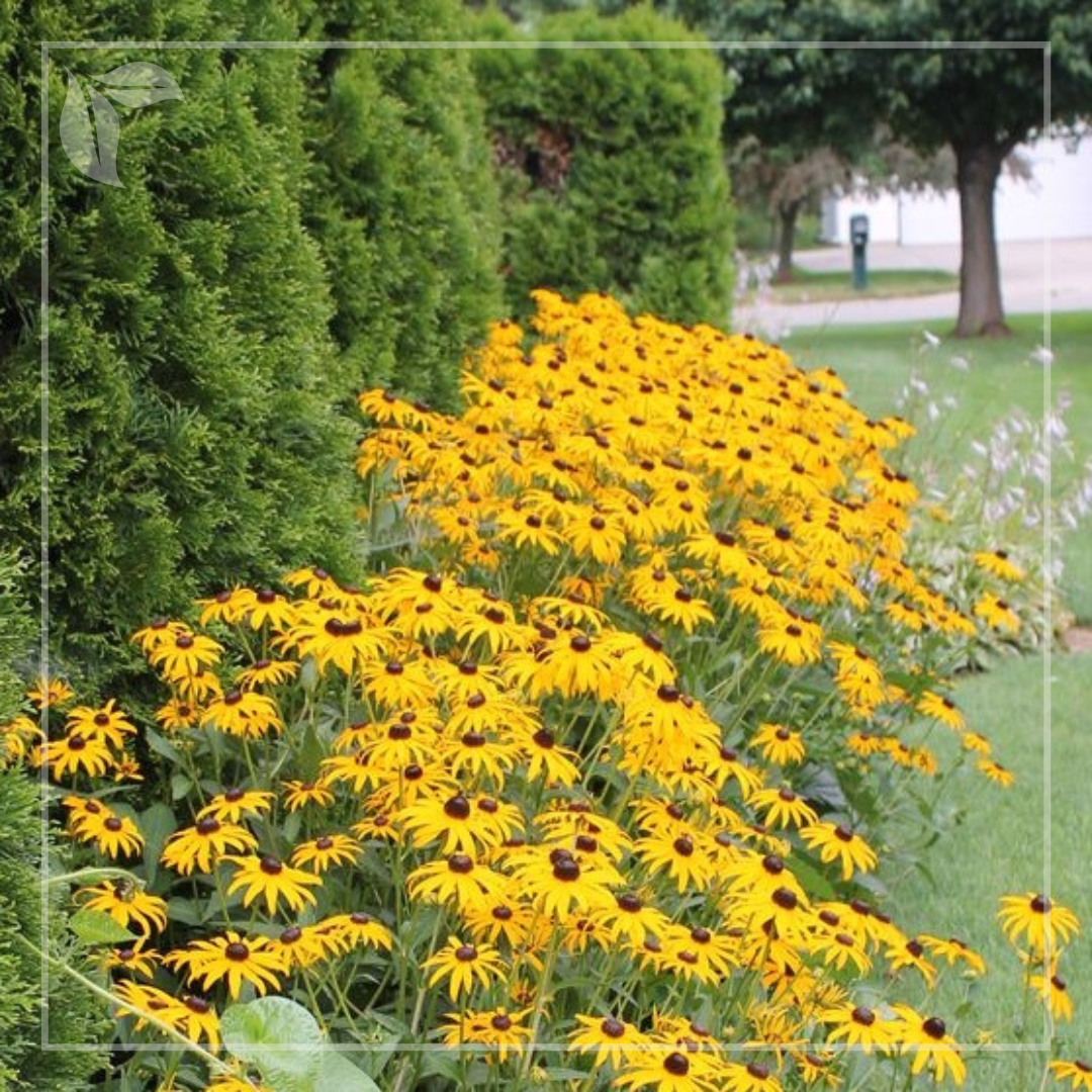 Rudbeckia fulgida 'City Garden'-Ruji galbeni