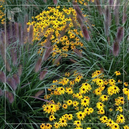 Rudbeckia fulgida 'City Garden'-Ruji galbeni