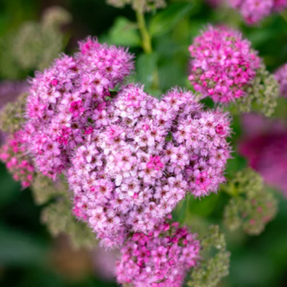 Florile roz ale Spiraea Little Princess creează accente delicate, atrag fluturii adaugând un farmec elegant grădinii.