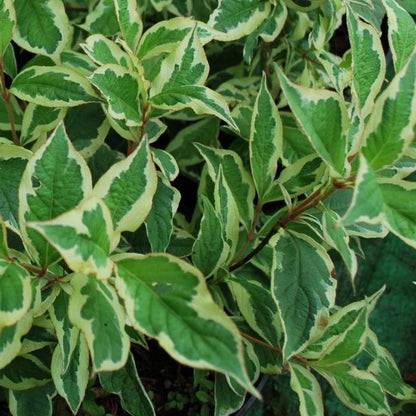 Weigela-Variegata-Frunzele verde deschis, elegant conturate de margini crem-albicioase oferă un efect decorativ constant.