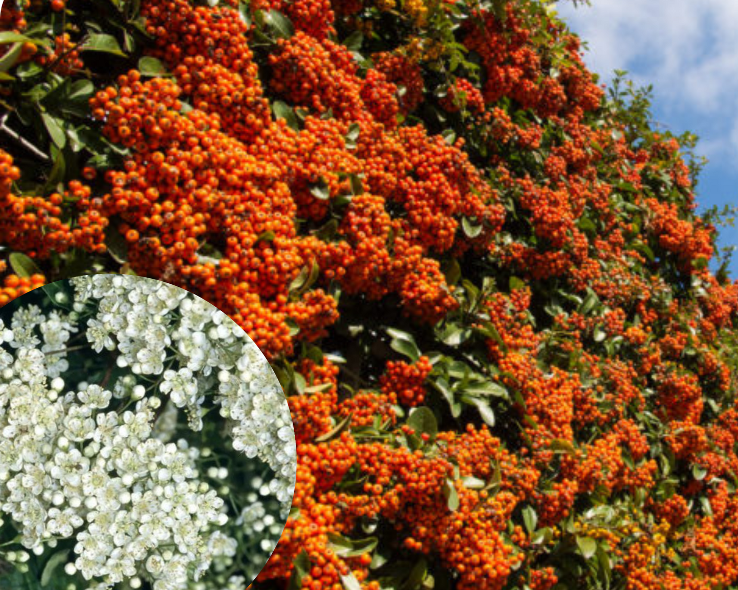 Pachet gard 'Evergreen' Pyracantha