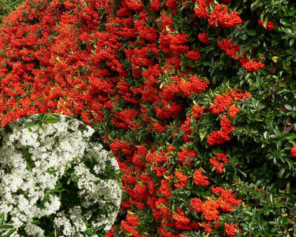 Pachet gard 'Evergreen' Pyracantha