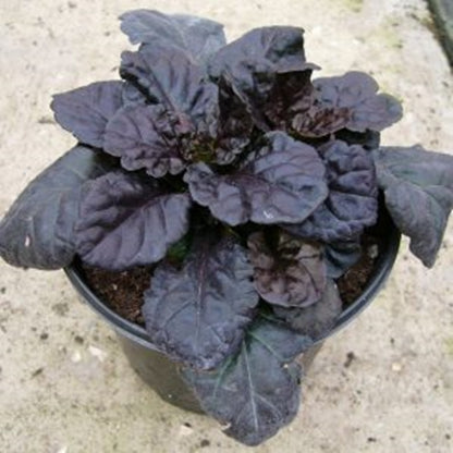 Ajuga reptans Black scallop in ghiveci 12 cm