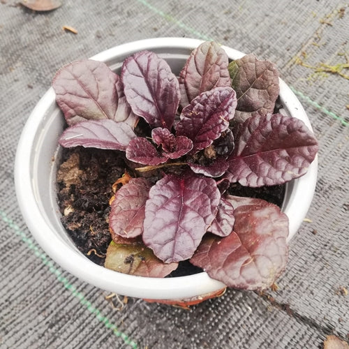 Ajuga reptans Black scallop in ghiveci 9 cm