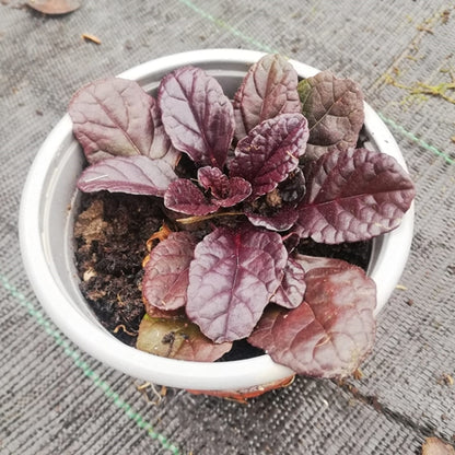 Ajuga reptans Black scallop in ghiveci 9 cm