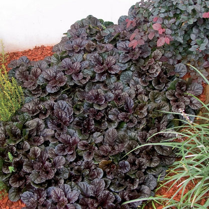 Ajuga reptans ‘Black Scallop’ (Vinețica), o plantă perenă decorativă cu frunze purpurii ce conferă un aspect elegant.  