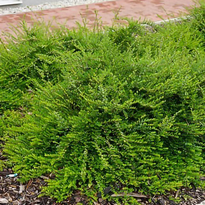 Lonicera nitida 'Maigrun' – arbust elegant, veșnic verde, ideal pentru borduri decorative și acoperirea solului