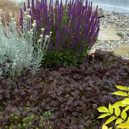 Ajuga Black scallop prin coloritul său intens, se asociază armonios cu alte plante perene decorative.