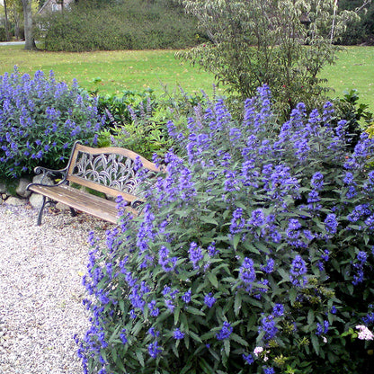 Caryopteris-Barba albastră perfect pentru peisaj mediteranean sau în grădini de inspirație rustică