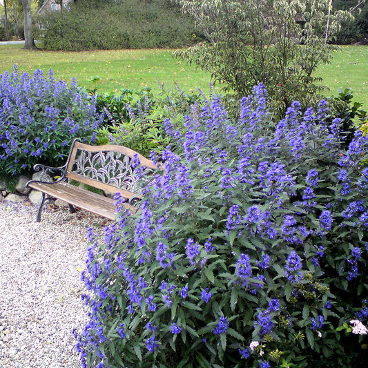 Caryopteris-Barba albastră perfect pentru peisaj mediteranean sau în grădini de inspirație rustică