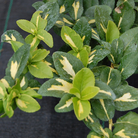 Euonymus 'Sunspot'-Salba târâtor-cu frunziș veșnic verde, dens și coloritul spectaculos.