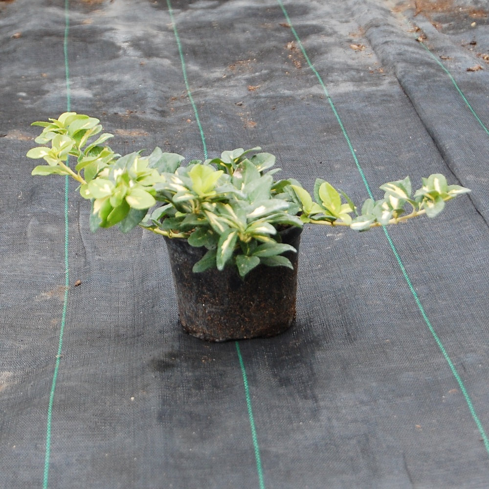 Euonymus 'Sunspot'-Salba târâtor în ghiveci