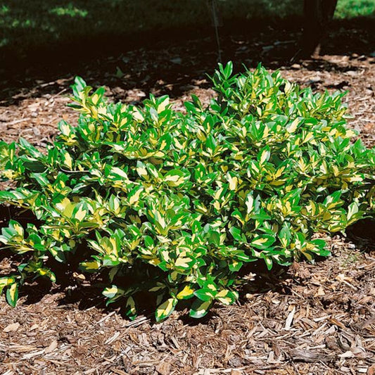  Euonymus ‘Sunspot’ ideal pentru acoperirea solului, amenajarea bordurilor, decorarea stâncărilor sau stabilizarea pantelor.