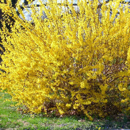 Forsythia 'Kumson'-Ploaia de aur, un arbust decorativ deosebit, apreciat pentru florile sale galbene strălucitoare.