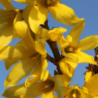 Forsythia ‘Marée d’Or’ se remarcă prin florile sale aurii ce apar din abundență de-a lungul lăstarilor, înaintea frunzelor.