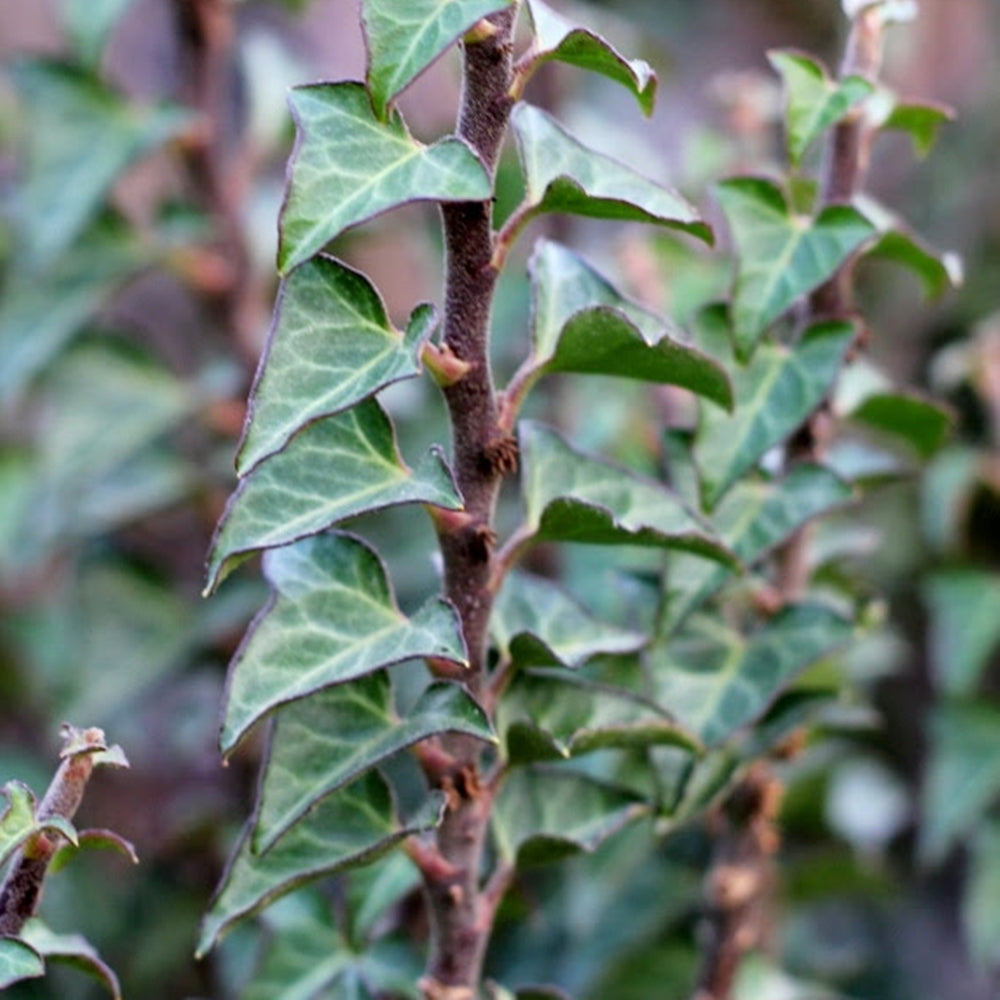 Hedera helix 'Erecta' cu lăstari viguroși și drepți și frunze lucioase, cu margini ondulate, un element vertical decorativ.