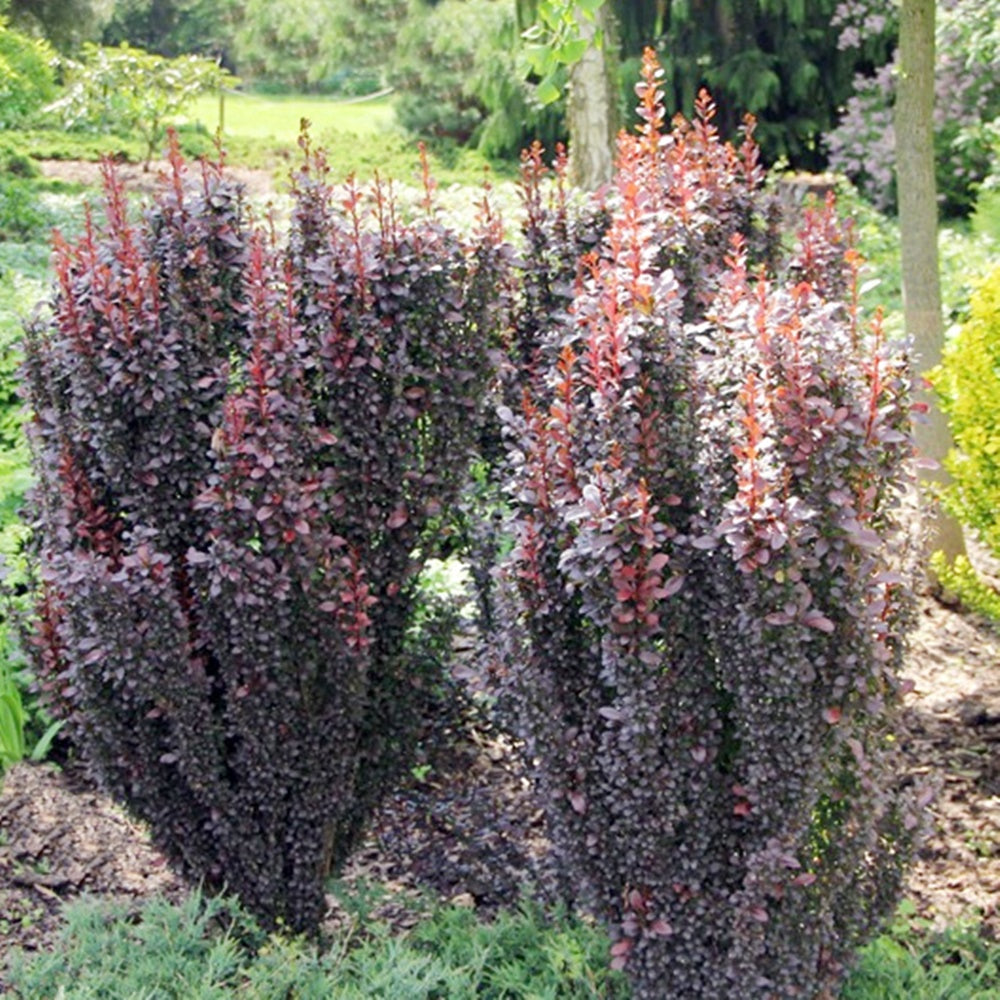 Berberis 'Helmond Pillar'-Dracila bordo-crestere columnara