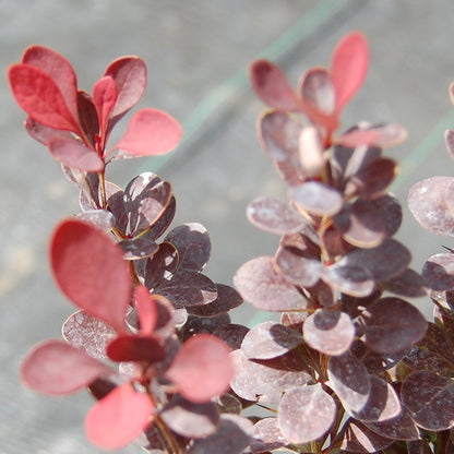 Lastari-Berberis'Helmond Pillar'