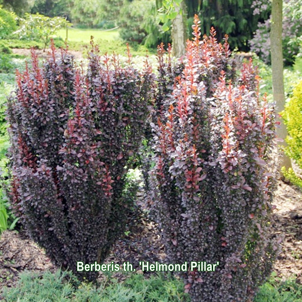 Berberis Helmond Pillar