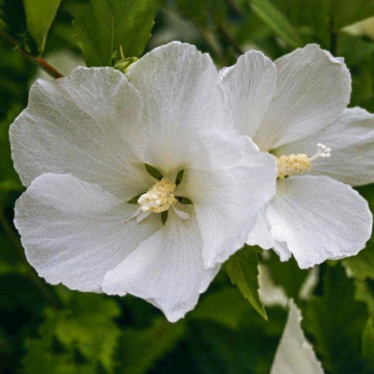 Florile uriașe, albe ca zăpada, cu petale ușor zbârcite, au un farmec delicat și elegant, contrastând superb cu frunze.