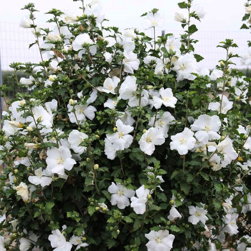 Hibiscus syriacus ‘Diana’, este un arbust ornamental deosebit prin florile sale mari, simple și de un alb pur.