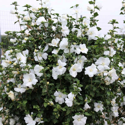 Hibiscus syriacus ‘Diana’, este un arbust ornamental deosebit prin florile sale mari, simple și de un alb pur.