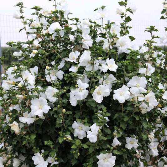 Hibiscus syriacus ‘Diana’, este un arbust ornamental deosebit prin florile sale mari, simple și de un alb pur.
