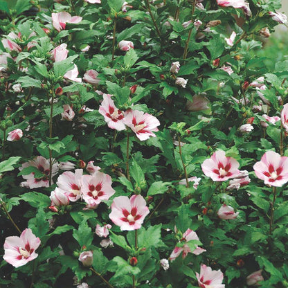 Acest arbust ornamental aduce farmec și eleganță grădinii pe tot parcursul veriiHibiscus syriacus 'Hamabo'  plantă gard viu.