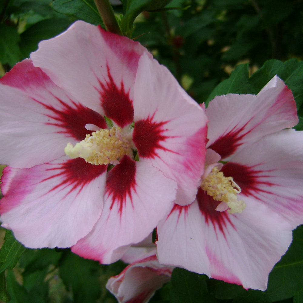  Florile roz deschis cu centru roșu-carmin, un spectacol floral de lungă durată.