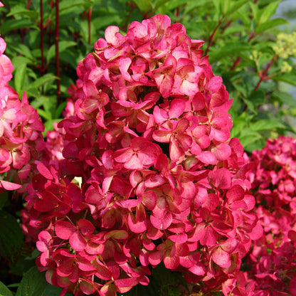 Hydrangea paniculata 'Wim's Red', inflorescențe florale spectaculoase de roșu intens.